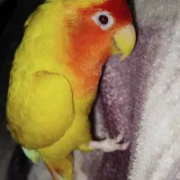 طوطی برزیلی|پرنده|نگین شهر, |دیوار