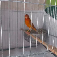 قناری سوخته دارچینی وماده اوپال قفس غلامی