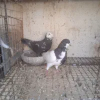 دو عدد نر زرنگ|پرنده|شیراز, حومه شیراز|دیوار