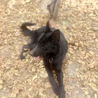 ژرمن شپرد بلک|سگ|اصفهان, زیار|دیوار