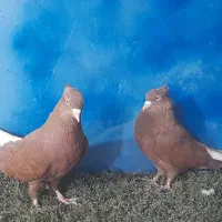 دستگاه جوجه کشی|لوازم جانبی حیوانات|مشهد, همت آباد|دیوار