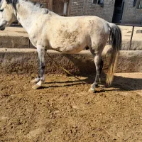 فروش اسب سفید|اسب و تجهیزات اسب‌سواری|میاندوآب, |دیوار