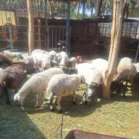 میش بره