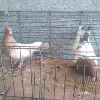 ۲عدد سینه زرد وسرخ نر