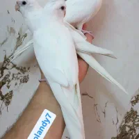 عروس هلندی( سالن ) فول اهلی|پرنده|خوی, |دیوار