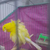 فروش قناری نر فر|پرنده|بندر انزلی, پردیس|دیوار