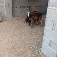 2 راس بره افشاری