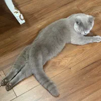 گربه بریتیش رنگ بلو(طوسی)|گربه|اهواز, کیان اباد|دیوار