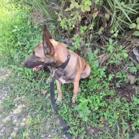 مالینویز اصیل7ماهه|سگ|رودسر, |دیوار