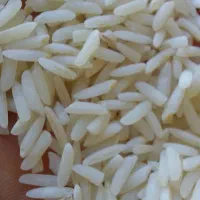 برنج طارم هاشمی فریدونکنار|خوردنی و آشامیدنی|هشتگرد, فاز ۷ مهستان|دیوار