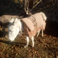 یک عدد 1الاغ ماده