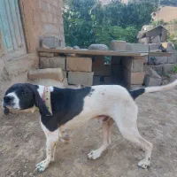 توله دنبلان میکس آموزش دیده و جنگل رفته