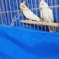 فروش یک جفت عروس هلندی آماده تختم گذاری