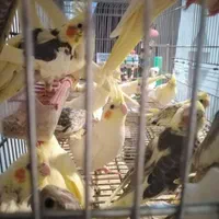 عروس هلندی تخم گذار|پرنده|خمینیشهر, |دیوار