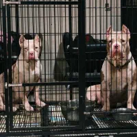 فروش سگ امریکن بولی xl