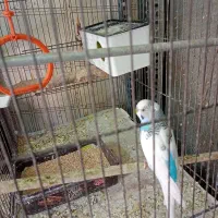 مرغ عشق مولدباتخم وجوجه