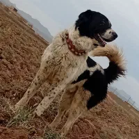 سگ،|سگ|تربتحیدریه, رجایی|دیوار