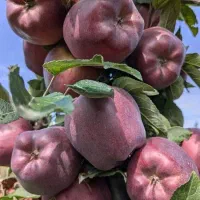 سیب پنج پر زیبایی خاص ام ۷