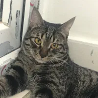 واگذاری رایگان ده ماهه جنسیت نر