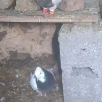 ۲ جفت طوقی نرو ماده