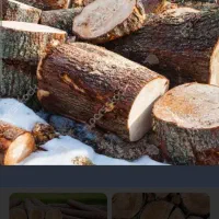 انواع درخت شمارا با بالاترین قیمت خریدارم|خدمات باغبانی و درختکاری|سنندج, |دیوار