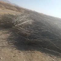 شاخه های درخت صنوبر