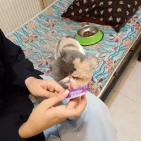 پرشین سوپر فلت ماده 2 سال و نیمه