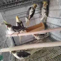 100 عدد عروس یه صورت کلی و جزیی|پرنده|اصفهان, عطار نیشابوری|دیوار