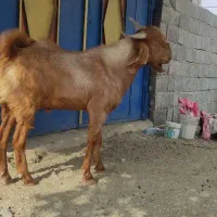 چپشت نری11 ماهه|حیوانات مزرعه|کهنوج, |دیوار