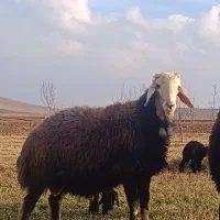 قوچ درجه افشار وزن بالای صدکیلو|حیوانات مزرعه|ملک‌آباد, |دیوار