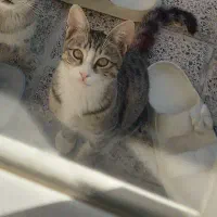 به یابنده این گربه درانزاب ۵۰۰ هزارتومان مژدگانی