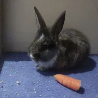 خرگوش کوچولو