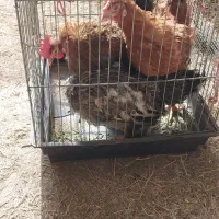 مرغ تخم گذار