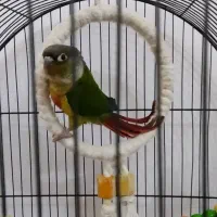 گرینچیگ یلو ساید