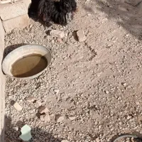 سگ پاکوتا