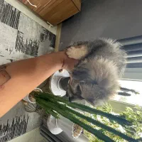 سگ پا کوتاه