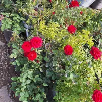 گل رز قرمز باغی باغچه ایی و گلدانی|خدمات باغبانی و درختکاری|لنجان, |دیوار