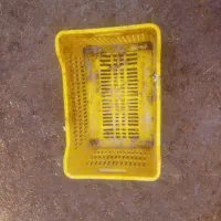 سبد گوجه