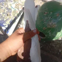کبوتر