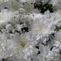 گل ماشین عروس