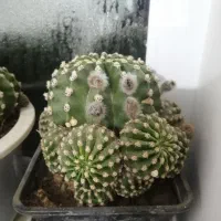 کاکتوس های چند ساله