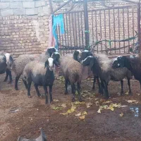 گوسفند میش اصیل شال دوقلو زا|حیوانات مزرعه|دهگلان, |دیوار