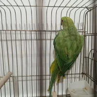 یک عدد ملنگو