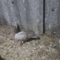 فروشی|پرنده|بندر ترکمن, |دیوار