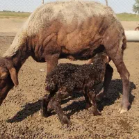 فروش فوری گوسفندبابره سه شکم به شرط سالمی|حیوانات مزرعه|آق قلا, |دیوار
