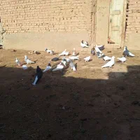 تعدای طوقی وساده