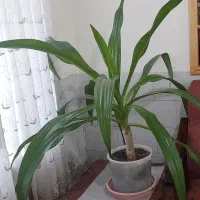 گل ذرتی بزرگ و زیبا