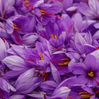 زعفران اعلا ، صددرصد خالص باطعم و عطر فوق العاده