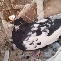 کبوتر|پرنده|بهبهان, |دیوار