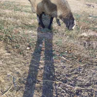 شیشک‌قوچ‌شال